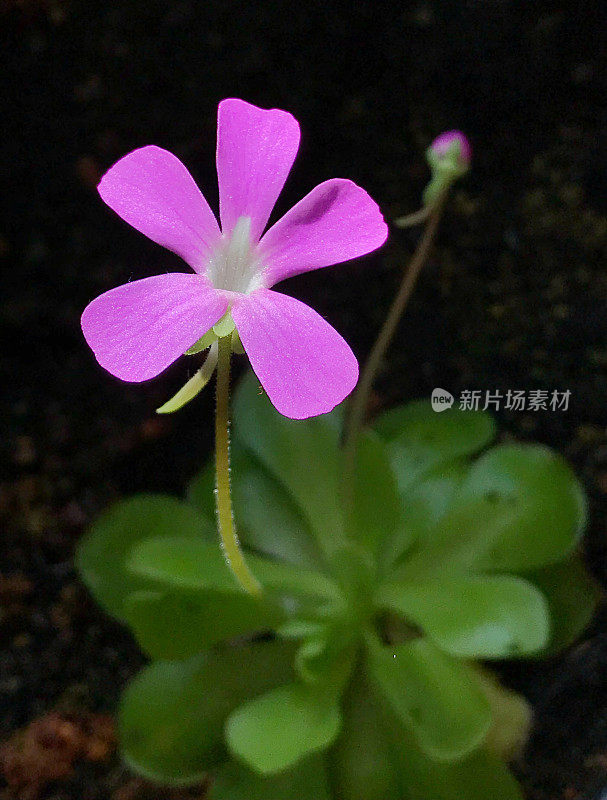 butterwora肉食性植物Pinguicula 'Weser